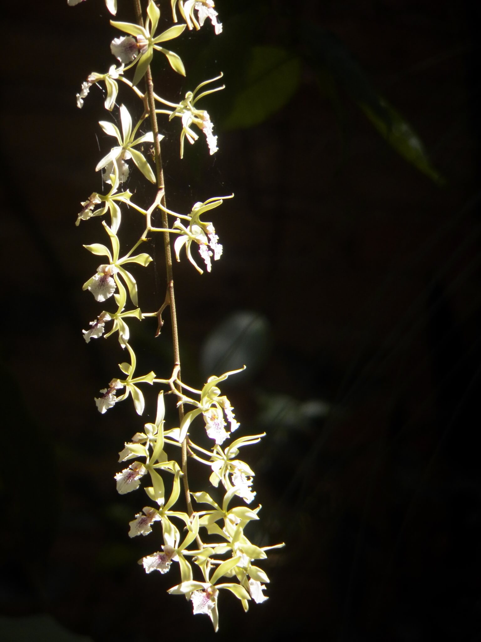 Encyclia ambigua